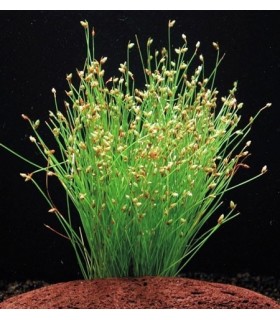 eleocharis acicularis