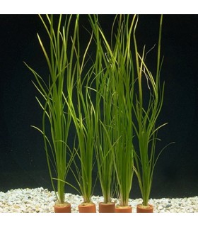 vallisneria nana