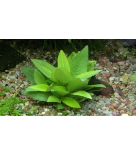 hygrophila corymbosa mini