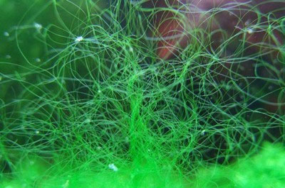 Alga verde filamentosa