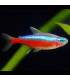 Pez de acuario Tetra Neon Cardenal