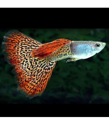 Pez de acuario Guppy Macho