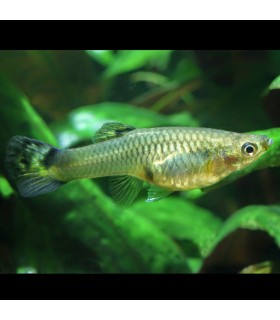 Lote 5x Guppy Hembra surtida