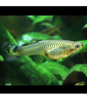 Pez de acuario Guppy Hembra