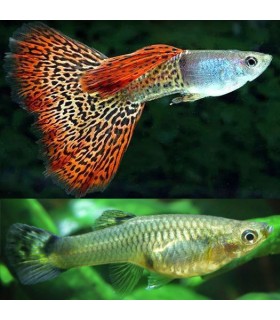 Lote 3x Guppy Macho + 7x Guppy Hembra