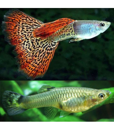 Pez de acuario Guppy Hembras y Machos