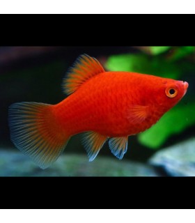 Lote 5x Platy Surtido