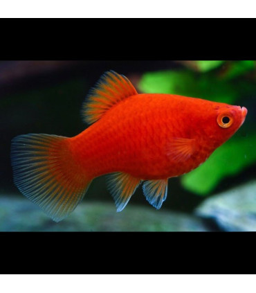 Pez de acuario Platy
