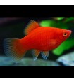 Lote 5x Platy Surtido