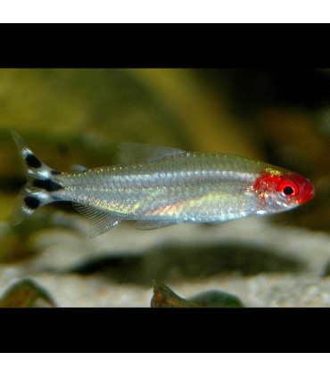 Pez de acuario Tetra Borrachito