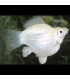 Pez de acuario Molly Balon