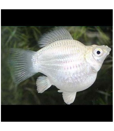 Pez de acuario Molly Balon