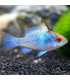 Pez de acuario Ramirezi azul electrico