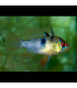 Pez de acuario Ramirezi