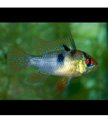 Pez de acuario Ramirezi