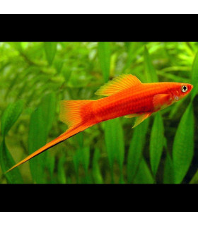 Pez de acuario Xipho