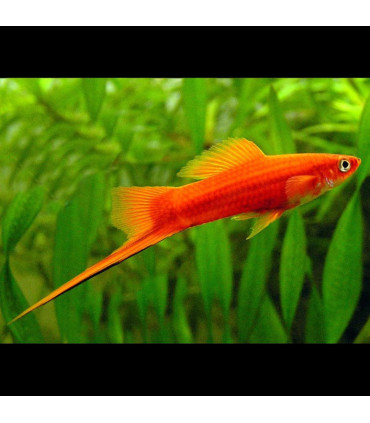 Pez Xhipo | Lote 5 Xhipos | Acuario Plantado