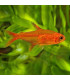 Pez de acuario Tetra Ember