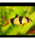 Pez de acuario Botía Payaso