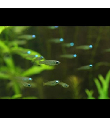 Pez de acuario Ojo de Lámpara