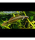 Pez de acuario Gobio Arcoiris