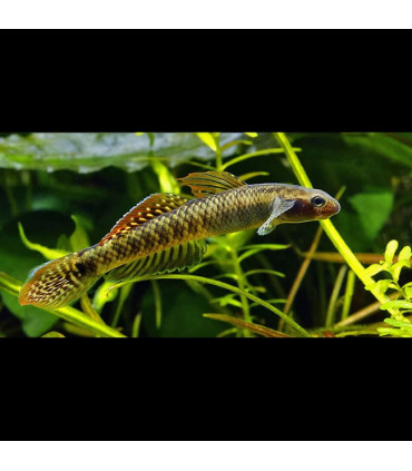 Pez de acuario Gobio Arcoiris