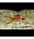 Pez de acuario Guppy Endler macho