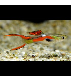 Lote 5x Guppy Macho Endler Surtido