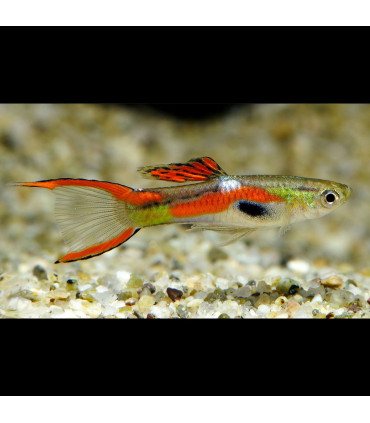 Pez de acuario Guppy Endler macho