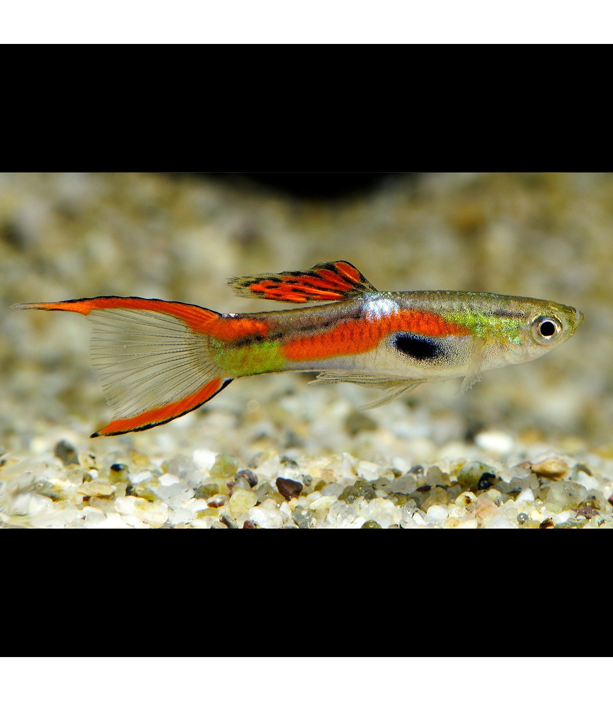 Pez de acuario Guppy  Endler  macho