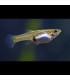 Pez de acuario Guppy endler hembra