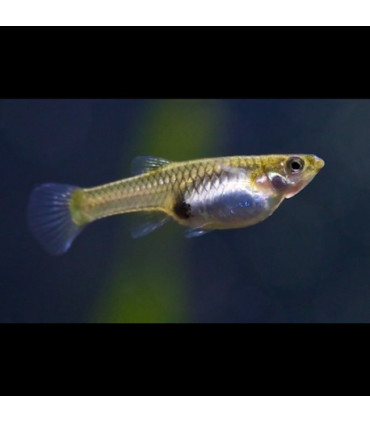 Pez de acuario Guppy endler hembra