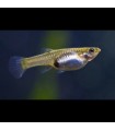 Lote 5x Guppy Endler Hembra surtida