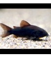 Corydora Black Venezuela