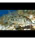 Pez Corydora pimienta