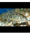 Lote 5x Corydora Pimienta - Paleatus