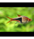 Pez Rasbora Arlequin