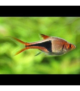 Lote 5x Rasbora Arlequin