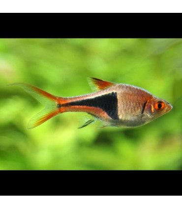 Pez Rasbora Arlequin