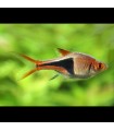 Lote 5x Rasbora Arlequim