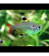 Prsitella Maxillaris | Comprar Prsitella Maxillaris  | Acuario Plantado