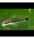 Otocinclus Affinis | Comprar Otocinclus Affinis | Acuario Plantado