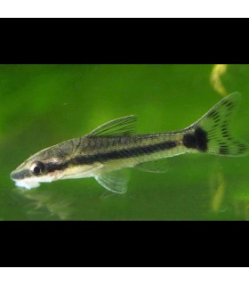 Lote 5x Otocinclus affinis