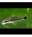 Lote 5x Otocinclus affinis