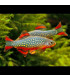Pez de acuario Rasbora Galaxy