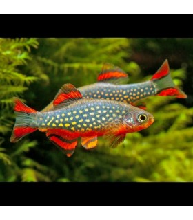 Lote 5x Rasbora Galaxy