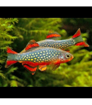 Pez de acuario Rasbora Galaxy