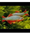 Lote 5x Rasbora Galaxy