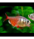 Tetra Flama | Comprar Tetra Flama | Acuario Plantado