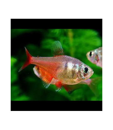 Tetra Flama | Comprar Tetra Flama | Acuario Plantado